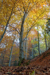 Obraz premium enchanted forest