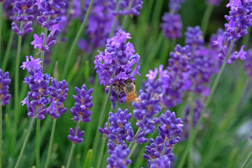 Lavender and Bees