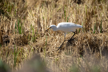 cattle egret eating a frog