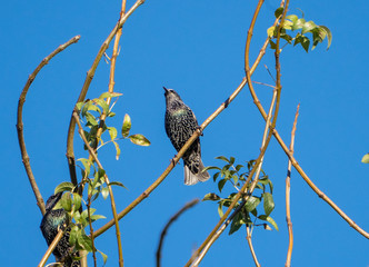 common starling