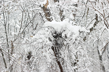 Fototapeta premium Snow covered trees woods forest bare winter white