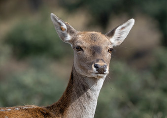 fallow deer female