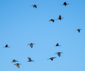 Naklejka premium glossy ibis flying