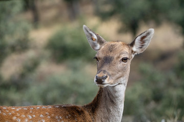 fallow deer female