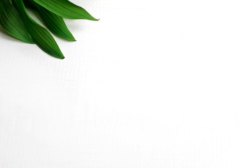 Frame for a banner with natural leaves. Background with leaves for design. Photo of natural leaves with space for copispeys. View from above