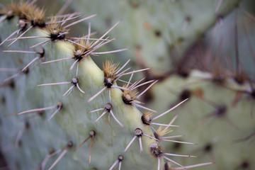 Close up cactus texture