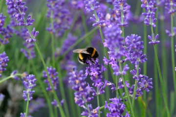 Lavender and Bees