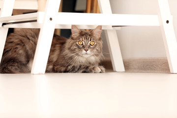 Adorable Maine Coon cat on floor at home. Space for text