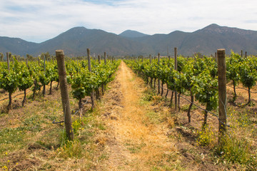Fototapeta na wymiar Organic vineyards with mountains on the background.