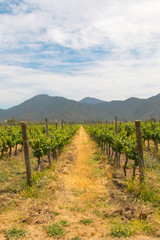 Fototapeta na wymiar Organic vineyards with mountains
