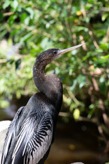 Anhinga in mangrove forest