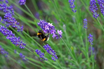 Lavender and Bees