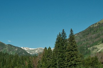 Snow Capped Mountains behind tall trees