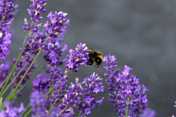 Lavender and Bees