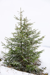 Beautiful view of fir trees covered with snow outdoors. Winter landscape