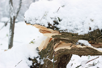 Broken snow covered tree heavy snowfall