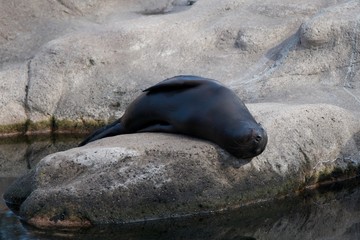 Seal Sunning