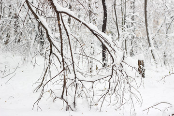 Snow covered trees woods forest bare winter white