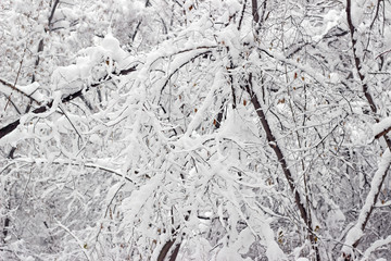 Snow covered trees woods forest bare winter white