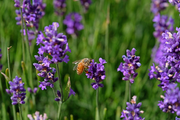 Lavender and Bees