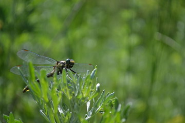 Dragonfly