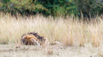 African Lion Sleeping in Tall Grass