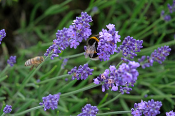 Lavender and Bees