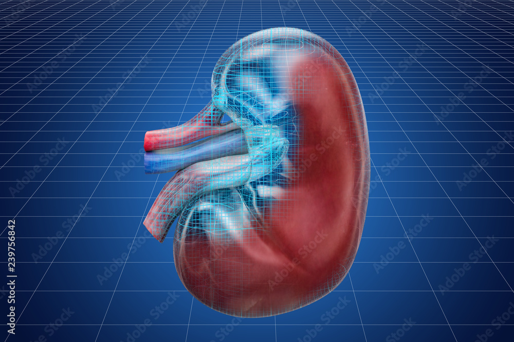 Poster visualization 3d cad model of human kidney, 3d rendering