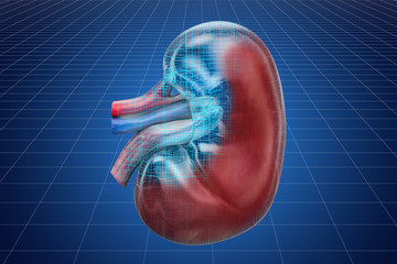 Visualization 3d cad model of human kidney, 3D rendering