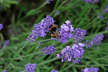 Lavender and Bees