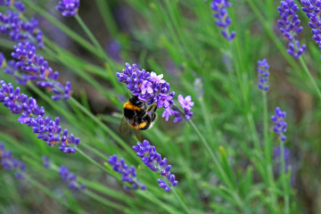 Lavender and Bees