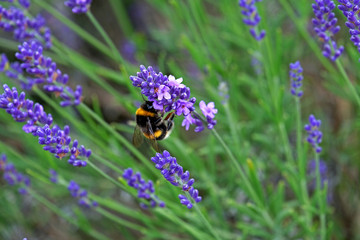 Lavender and Bees