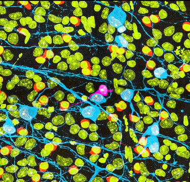 Connected neurons in the retina 