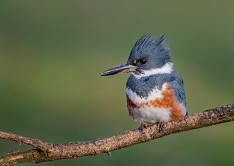 KIngfisher on a branch