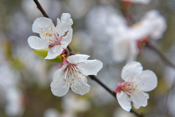 Flowers of cherry tree