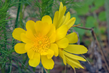 Yellow flowers in the garden