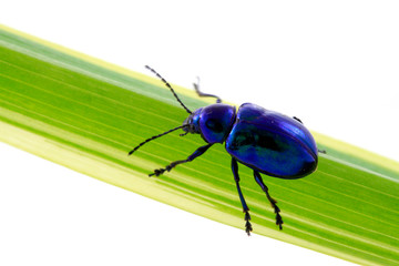 beetle on green leaf