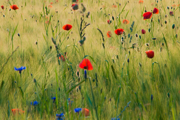 Naklejka premium a flowery meadow in the sun