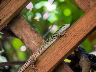 lizard on the fence