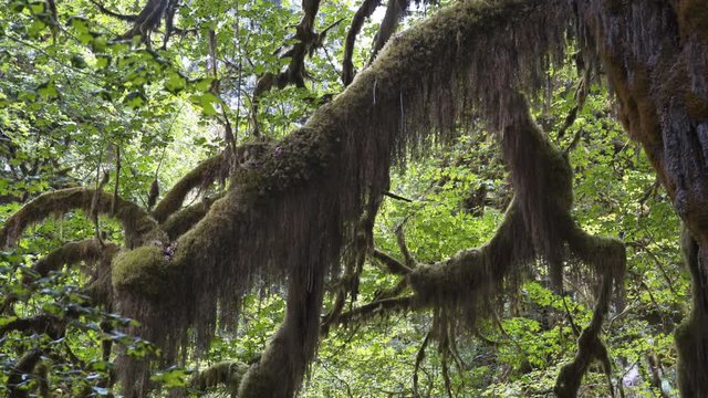 tilt and pan of a large moss covered bigleaf maple tree branch at hoh rainforest in the olympic national park of the us pacific northwest