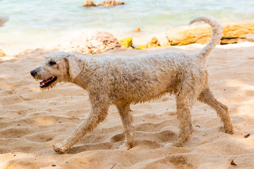 Perro paseando en la playa