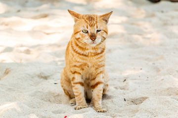 gato en la playa