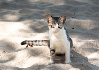 gato en la playa