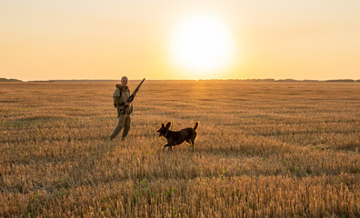 autumn hunting for field game with a dog at sunset