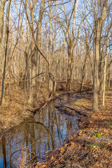 A creek in the forest on a beautiful winter day. 