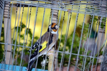 Pájaro enjaulado
