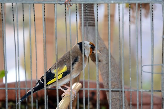 p&aacute;jaro triste