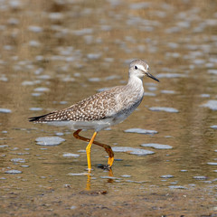 Lesser Yellowlegs