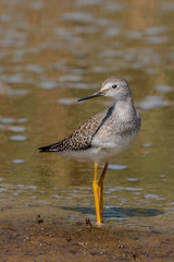 Lesser Yellowlegs