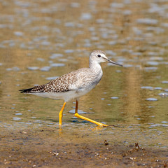 Lesser Yellowlegs